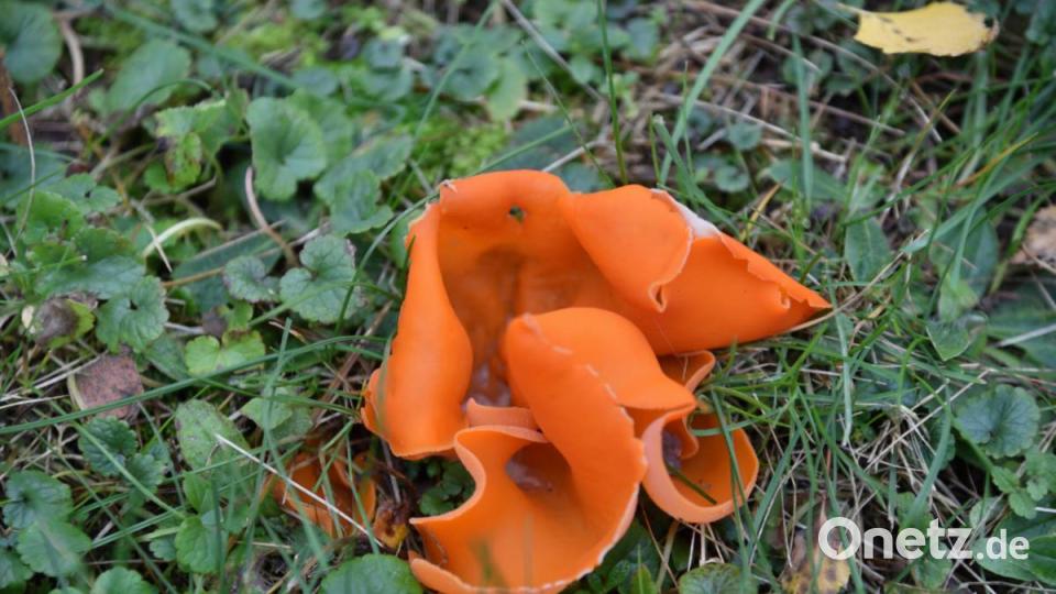 Orangeroter Becherling Bild: sds