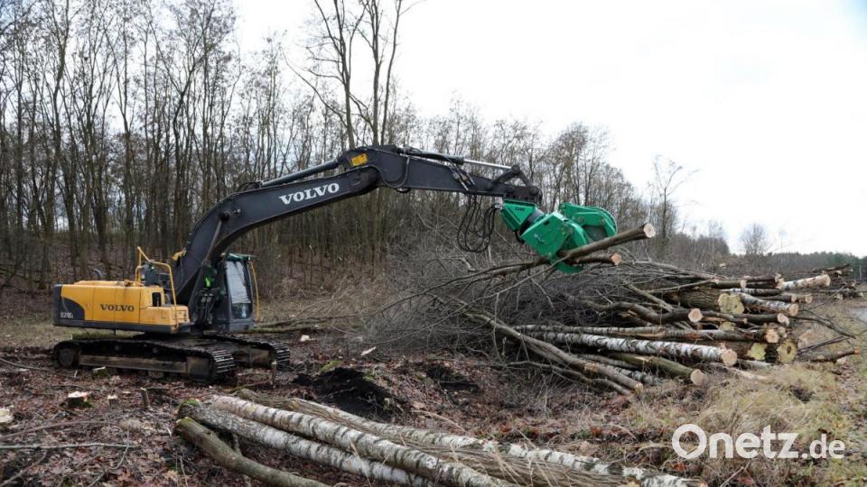Große Bagger zwischen derzeit Bäume und Gebüsch auf dem Deponiedamm Westfeld ab. Das Holz wird gehäckselt und verwertet. Hier sollen wertvollere Lebensräume für Tiere und Pflanzen entstehen. Bild: Gerhard Götz