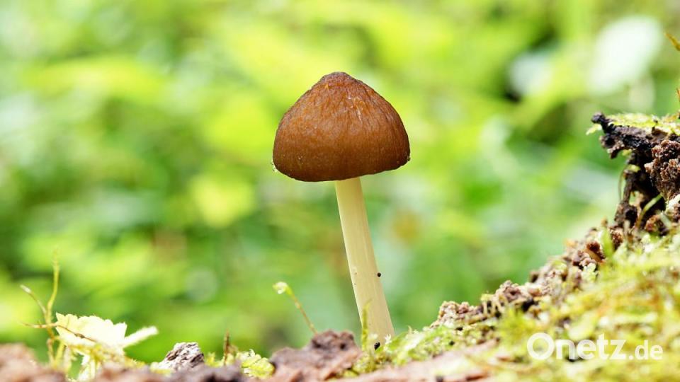 Runzeliger Dachpilz. Bild: exb/Stefan Hartwig