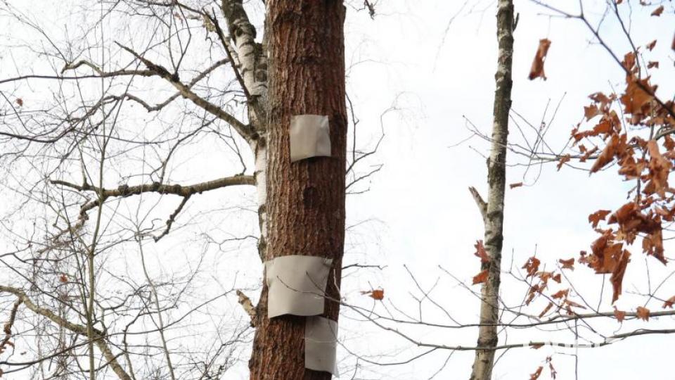 Bäume, in denen Bruthöhlen gefunden wurden, wurden markiert. Die Tiere werden umgesiedelt. Bild: Gerhard Götz
