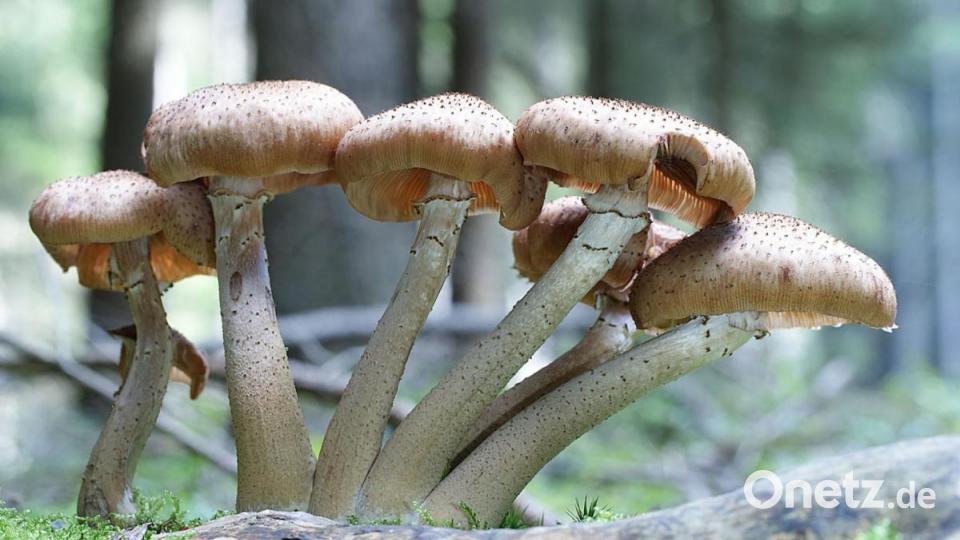 Hallimasch. Bild: exb/Stefan Hartwig