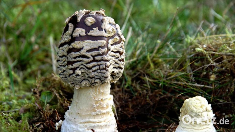 Königsfliegenpilz. Bild: exb/Stefan Hartwig