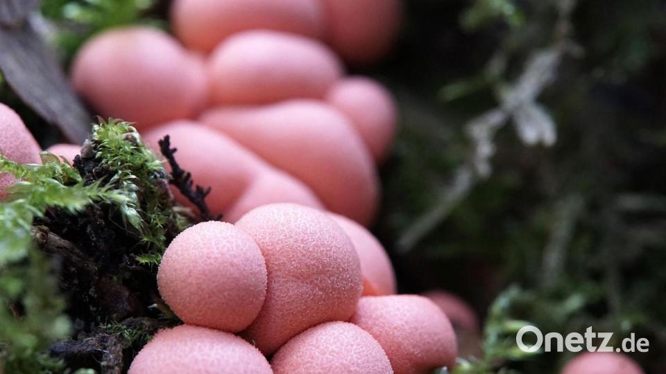 Blutmilchpilze. Bild: exb/Stefan Hartwig