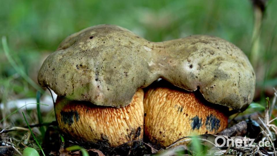 Netzstieliger Hexenröhrling. Bild: exb/Stefan Hartwig