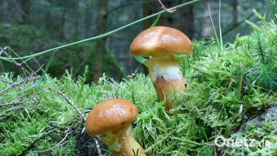 Goldröhrlinge. Bild: exb/Stefan Hartwig