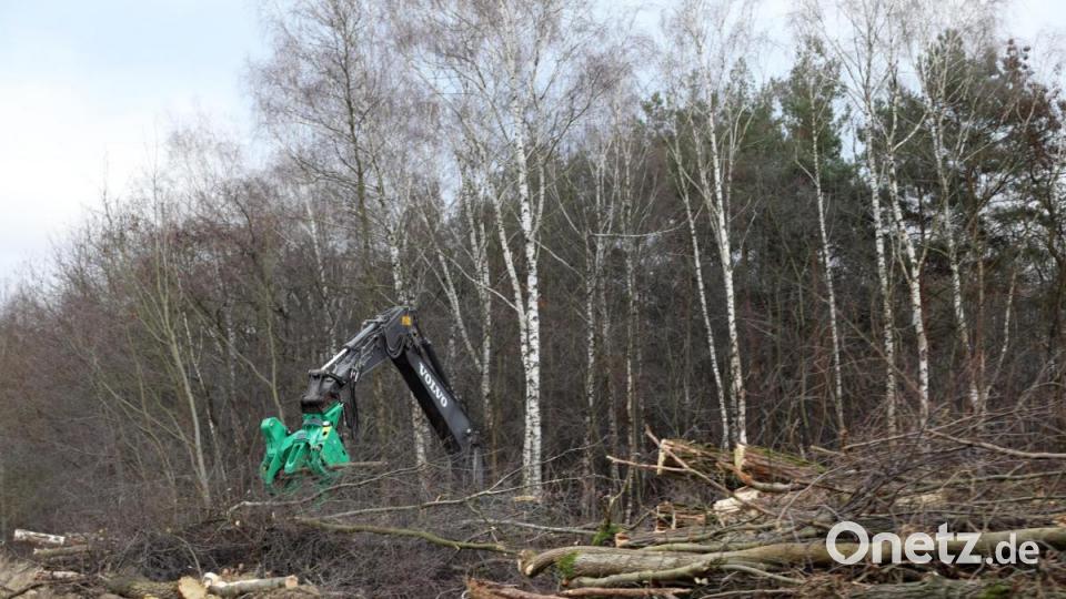 Große Bagger zwischen derzeit Bäume und Gebüsch auf dem Deponiedamm Westfeld ab. Das Holz wird gehäckselt und verwertet. Hier sollen wertvollere Lebensräume für Tiere und Pflanzen entstehen. Bild: Gerhard Götz