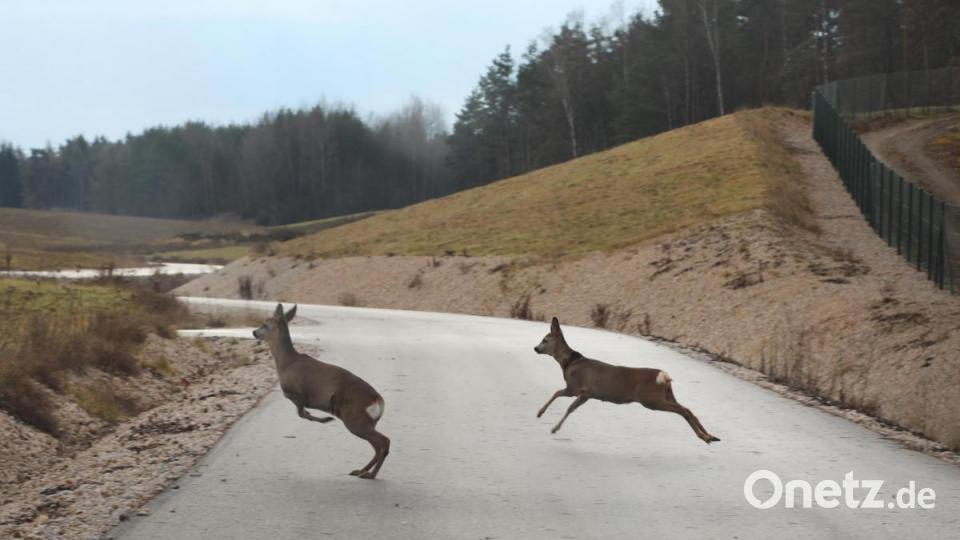 Ein Rudel Rehe hat das (umzäunte) Westfeld bereits als Lebensraum in Beschlag genommen. Bild: Gerhard Götz