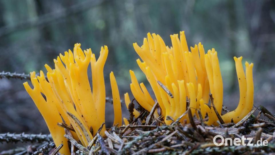 Klebriger Hörnling. Bild: exb/Stefan Hartwig