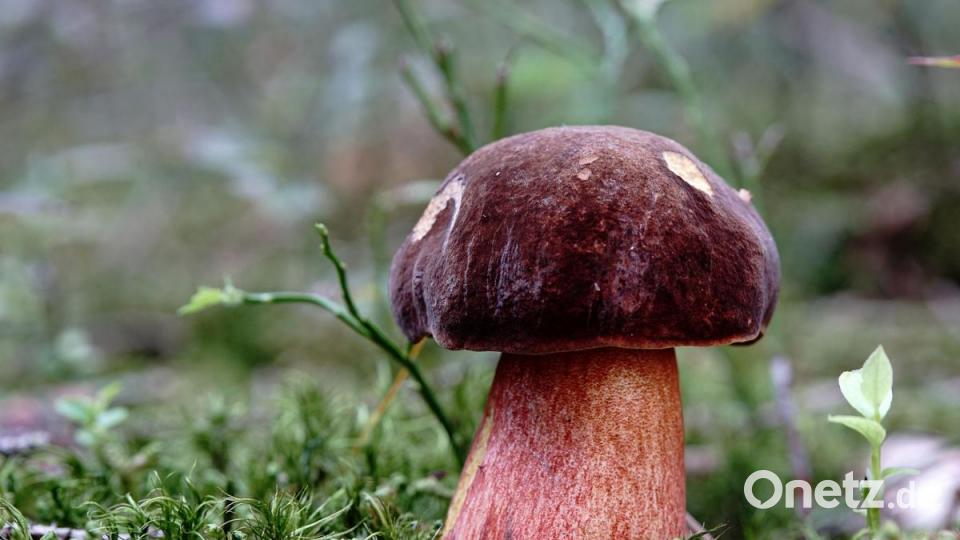 Flockenstieliger Hexenröhrling. Bild: exb/Stefan Hartwig