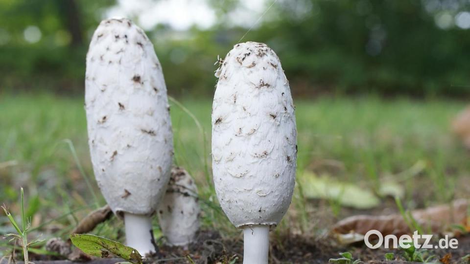 Schopftintlinge. Bild: exb/Stefan Hartwig