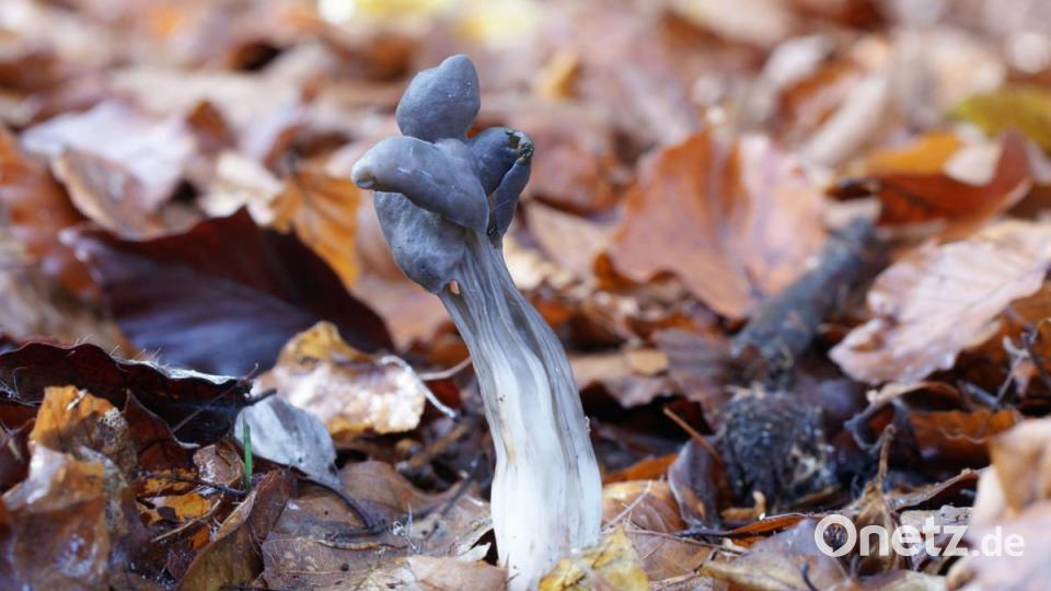 Grubenlorchel. Bild: exb/Stefan Hartwig