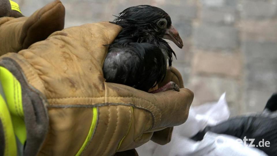 Feuerwehrleute retten eine Taube aus dem Brandschutt. Bild: Alexander Auer