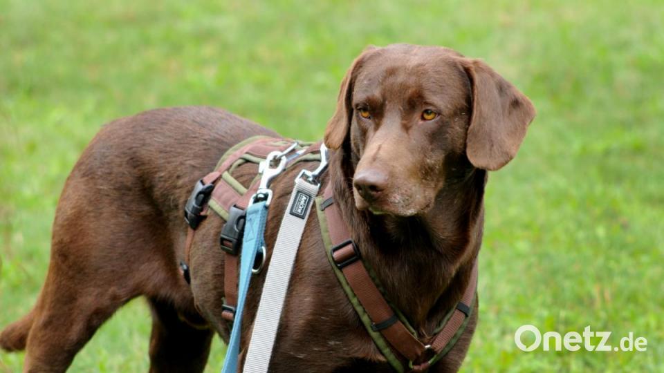 Der Labrador Mo hat schon einiges durchmachen müssen. Mit geschätzt hundert anderen Tieren, darunter vielen Welpen, lebte er auf einem Hof in Königsmoos (Landkreis Neuburg-Schrobenhausen). Die Zustände seien Katastrophal gewesen. Viele der Hunde waren krank, abgemagert und verwahrlost. Seit Ende vergangenen Jahres wohnt Mo schon im Tierheim. &quot;Er ist kein klassischer Familienhund&quot;, sagt Jenny Caudill. Mo braucht ein Herrchen mit viel Erfahrung und viel Zeit: &quot;Jemand, der rund um die Uhr für ihn da ist.&quot; Mo hat wenig Bezug zu Menschen. &quot;Wir haben schon viel mit ihm gearbeitet.&quot; Auch wenn er immer noch sehr zurückgezogen ist, traue er sich mittlerweile schon ein wenig mehr als am Anfang. Mo ist lernwillig und neugierig. &quot;Besonders wichtig für ihn wäre eine Bezugsperson, die täglich mit ihm übt.&quot; Er kennt das Leben im Haus nicht, daher kann er jetzt noch nicht alleine gelassen werden. Bei Spaziergängen muss der Labrador stets an der Leine geführt werden. Er benötigt ein Sicherheitsgeschirr und eine doppelte Sicherung. Er ist nicht kastriert, aber vermutlich stubenrein. &quot;Mo hat es verdient, ein anderes Leben zu leben.&quot; Dafür braucht er ein neues Zuhause in einer ruhigen Gegend sowie einen offenen Hundeliebhaber mit viel Zeit, Geduld und Erfahrung. Bild: Stephan Huber