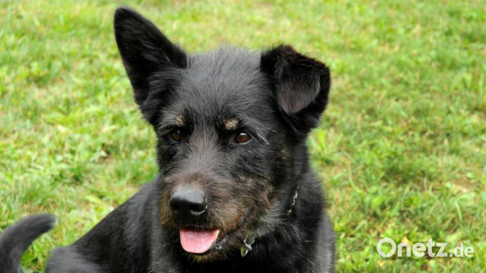 Schäferhund-Husky-Mischling Leo ist am 1. Mai 2013 geboren und schon seit einem Jahr im Tierheim Amberg zu Hause. Er hat mit dem Vorurteil &quot;großer schwarzer Hund&quot; zu kämpfen, erzählt die Mitarbeiterin Jenny Caudill. &quot;Leo ist ein treuer Weggefährte, wenn man erst einmal sein Vertrauen gewonnen hat.&quot; In seinem alten Zuhause hat Leo gelernt, auf sich selbst zu achten, daher ist er eher vorsichtig, wenn es darum geht, fremde Menschen kennen zu lernen. Seine neue Familie braucht also etwas Geduld und Zeit, um eine Bindung zu dem Mischling aufzubauen. &quot;Ist das erst einmal geschafft, haben die neuen Besitzer in ihm aber einen Freund fürs Leben gefunden.&quot; Viel Bewegung ist für Leo sehr wichtig. Sein zukünftiger Kompagnon sollte also sportlich und aktiv sein. &quot;Mal ein kurzer Spaziergang ist für ihn nicht genug&quot;, erklärt Caudill. Auch geistig will Leo ausgelastet werden. Er soll als Haushund gehalten werden. Ein großer, eingezäunter Garten wäre optimal. Gegen Kinder hat er grundsätzlich nichts einzuwenden. &quot;Sie sollten aber standfest sein.&quot; Leo hat einen sehr stark ausgeprägten Jagdinstinkt. Mit Kleintieren oder Katzen versteht er sich deshalb nicht. Bei anderen Hunde ist es eine Frage der Sympathie, ob sie Freunde werden. Leo ist sehr reinlich, kastriert wurde er nicht. Stundenweise kann Leo alleine gelassen werden, auch Autofahren ist möglich. Der Mischling ist sehr lernwillig. &quot;Mit ein paar Trainingseinheiten kann er sicherlich auch mit in die Stadt genommen werden.&quot; Bild: Stephan Huber