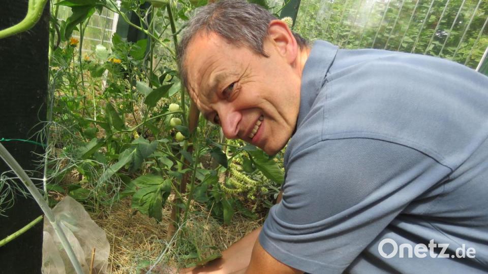 In seinem Treibhaus nutzt Erwin Strama seine selbst hergestellte schwarze Erde seit gut fünf Jahren. Er kann von wesentlich besseren Ergebnissen bei der Ernte seither berichtren. Bild: ubb