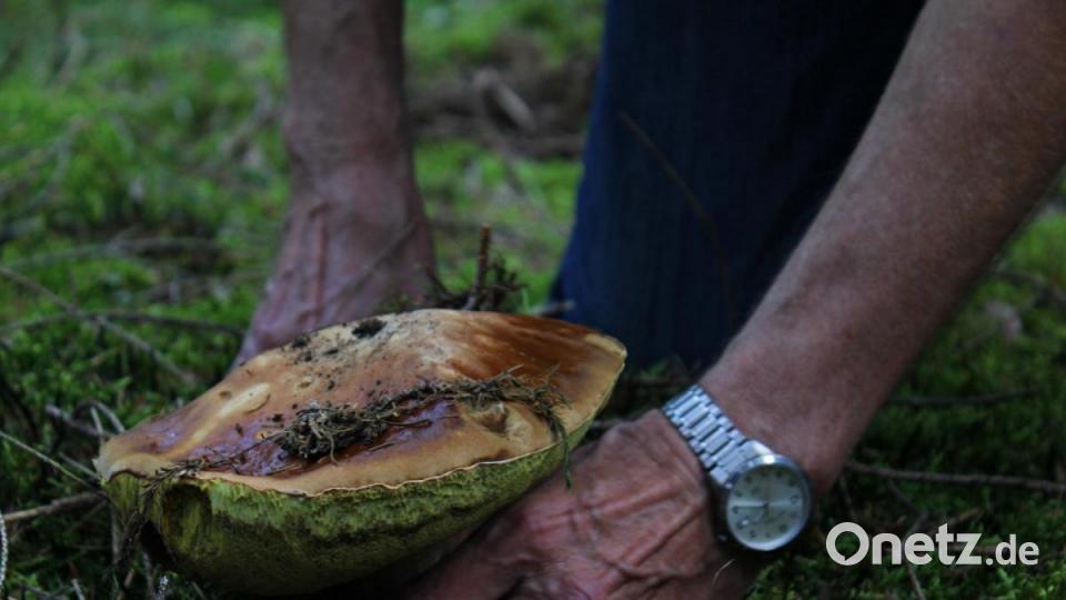 Pilzsachverständiger Herbert Baumanis führte eine Gruppe Schwammerlsucher durch den Hirschwald. Bild: pcma