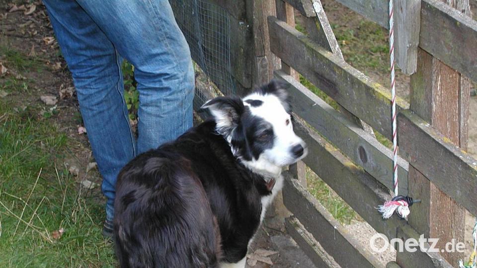 Ohne seine "Stella", ein Border Collie, geht gar nichts. Nur ein Hund besitzt die notwendige Schnelligkeit, um eine Schafherde zusammenzuhalten. Absoluter Gehorsam ist zwingend. Bild: ld
