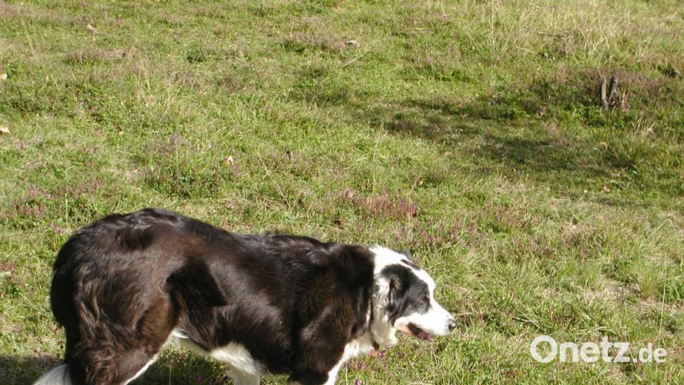 "Walk on!"" Und ruckartig duckt sich "Stella" und pirscht sich an. Bild: ld