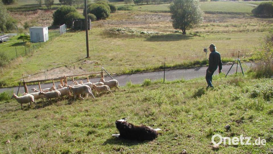 "Lay down!" hieß der Befehl. "Stella" sitzt und bewegt sich nicht mehr. Bild: ld