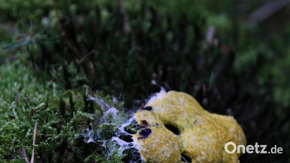 Pilzsachverständiger Herbert Baumanis führte eine Gruppe Schwammerlsucher durch den Hirschwald. Bild: pcma