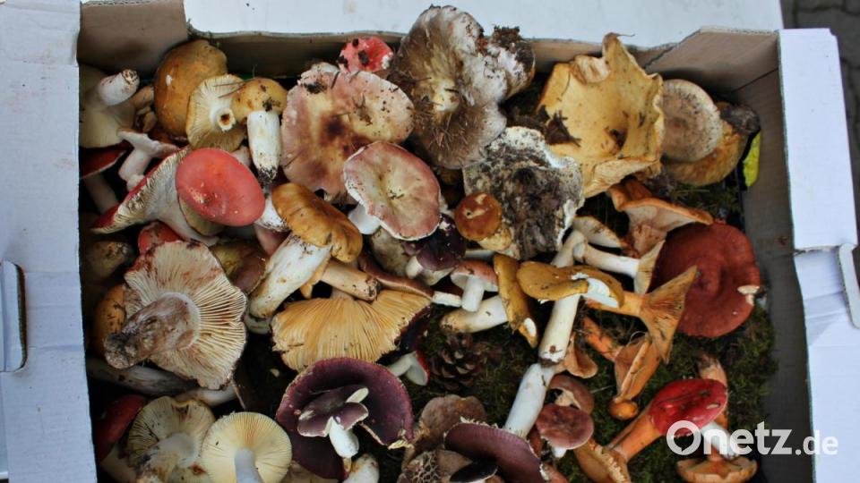 Pilzsachverständiger Herbert Baumanis führte eine Gruppe Schwammerlsucher durch den Hirschwald. Bild: pcma