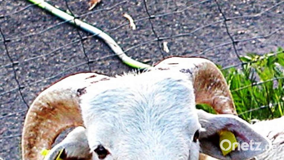 Dieses Prachtstück ist für den Nachwuchs zuständig. Der "Wiltshire-Bock" ist erst seit kurzem bei der Herde. Axel Götte hat ihn aus Magdeburg geholt. Bild: ld