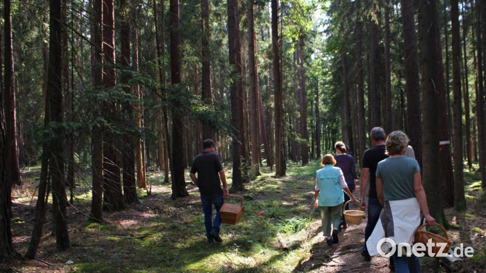 Pilzsachverständiger Herbert Baumanis führte eine Gruppe Schwammerlsucher durch den Hirschwald. Bild: pcma