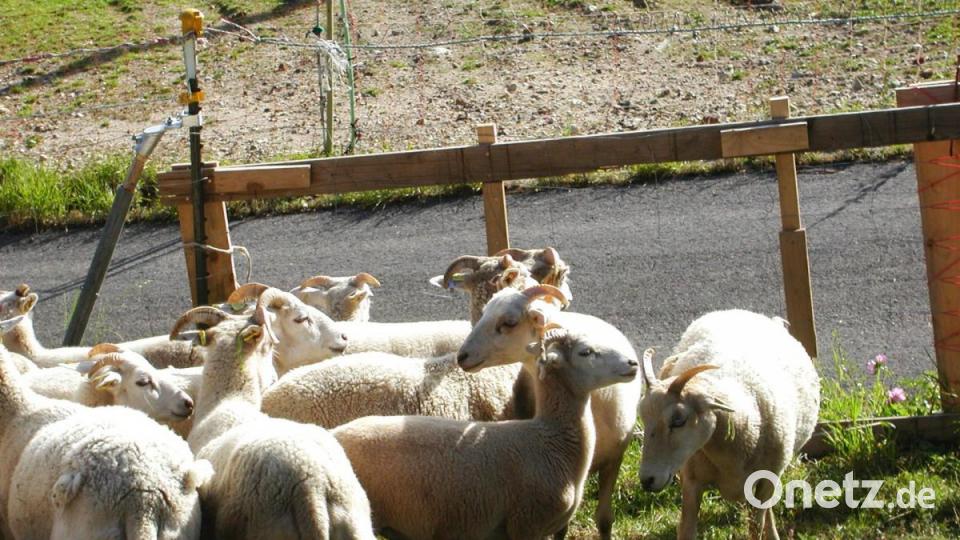 In der Nähe seines Wohnhauses hält er die Tiere, die in etwas seinem Zuchtziel entsprechen: kurzhaarig sollen sie sein. Zu den 19 Damen gehört auch ein "Wiltshie-Hornbock", den er erst kürzlich aus Magdeburg geholt hat. Bild: ld