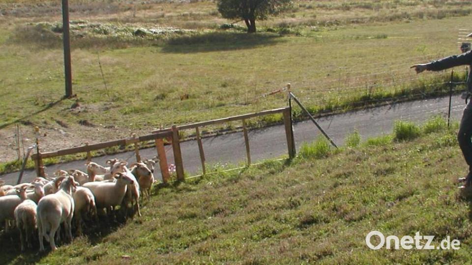 Axel Götte liebt es, sich bei seinen Schafen aufzuhalten. Für sie hat er rund um sein Anwesen ein wahres Paradies geschaffen, auf dem sich auch drei Pferde wohlfühlen dürfen. Bild: ld