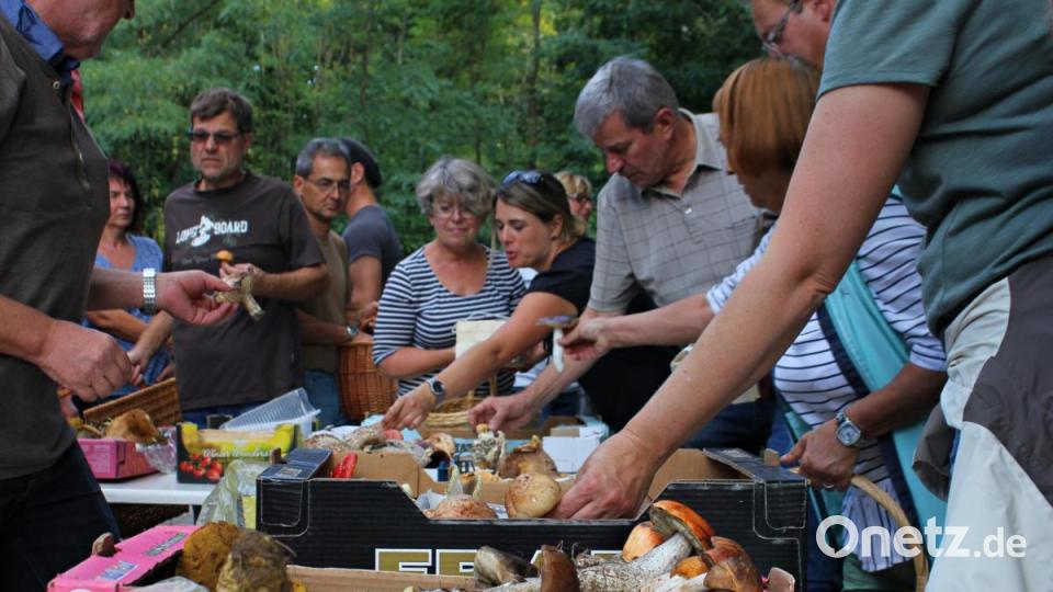 Pilzsachverständiger Herbert Baumanis beim Sortieren der Pilze. Bild: pcma