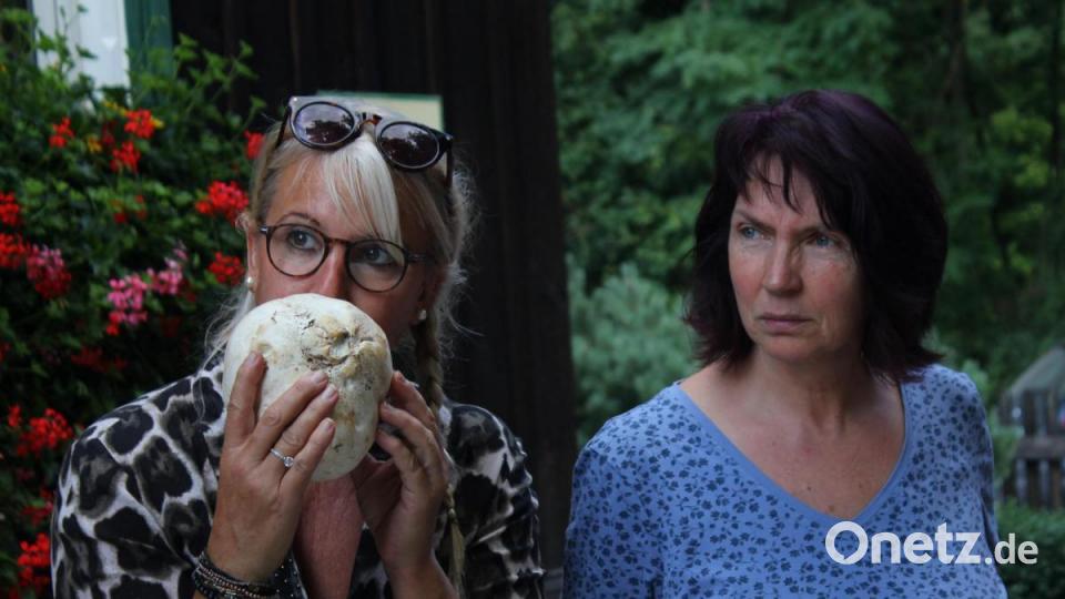 Tasten, fühlen, riechen - beim Pilz-Seminar ist alles erlaubt. Außer roh essen! Bild: pcma