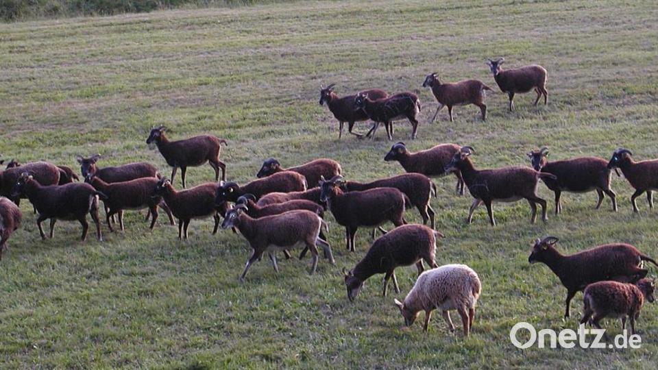 "Soay-Schafe" heißt diese dunkle Rasse. Sie stammt aus Schottland. Axel mag sie, weil sie kurzhaarig sind und dadurch wenig Arbeit machen. Bild: ld