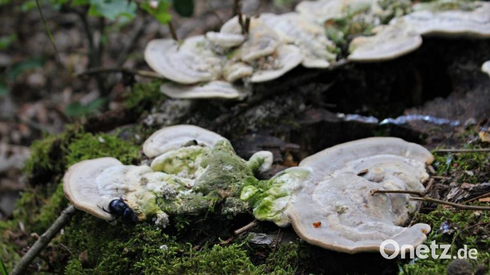 Buckeltrameten sind Baumpilze wollen Baumstamm zum Verfaulen bringen - kostenlose Recyclingarbeit gut zum Basteln geeignet. Bild: pcma