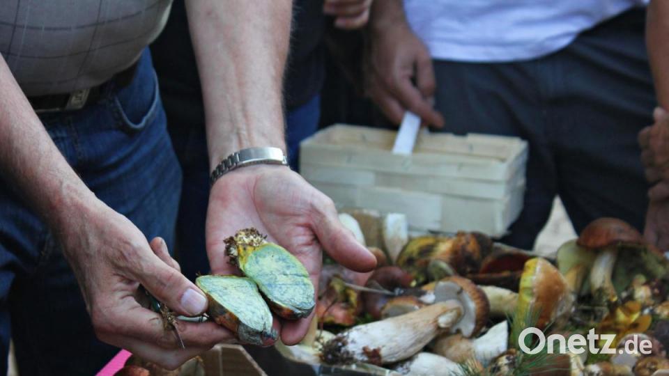 Der aufgeschnittene Flockenstielige Hexenröhrling verfärbt sich blau Bild: pcma