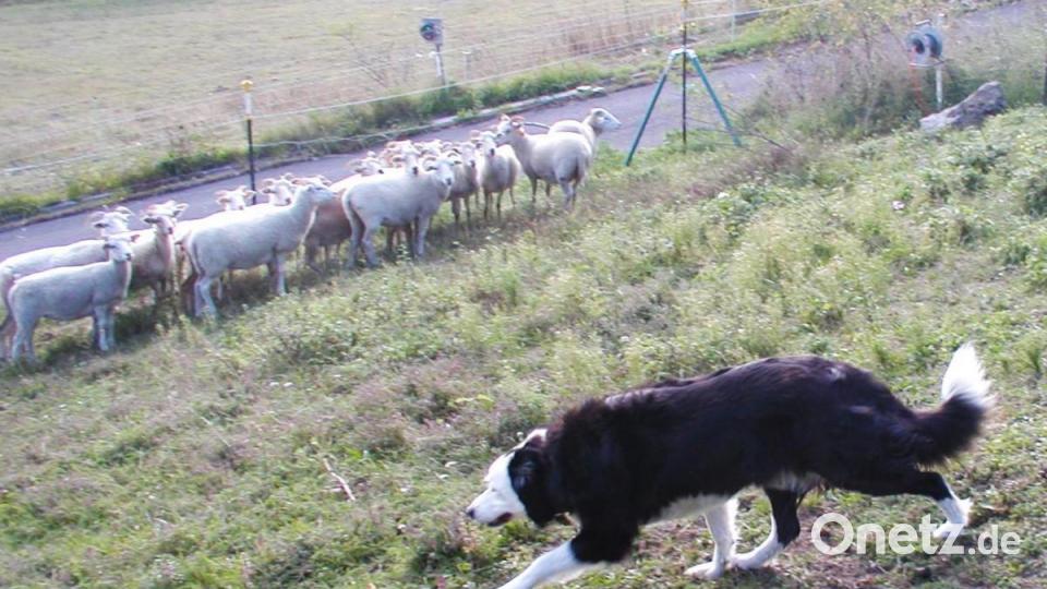Nach dem Kommando „Walk on" duckt sich Hündin Stella ruckartig und pirscht sich an die Schafe heran, um sie sanft aber mit Nachdruck zusammenzutreiben. Bild: ld