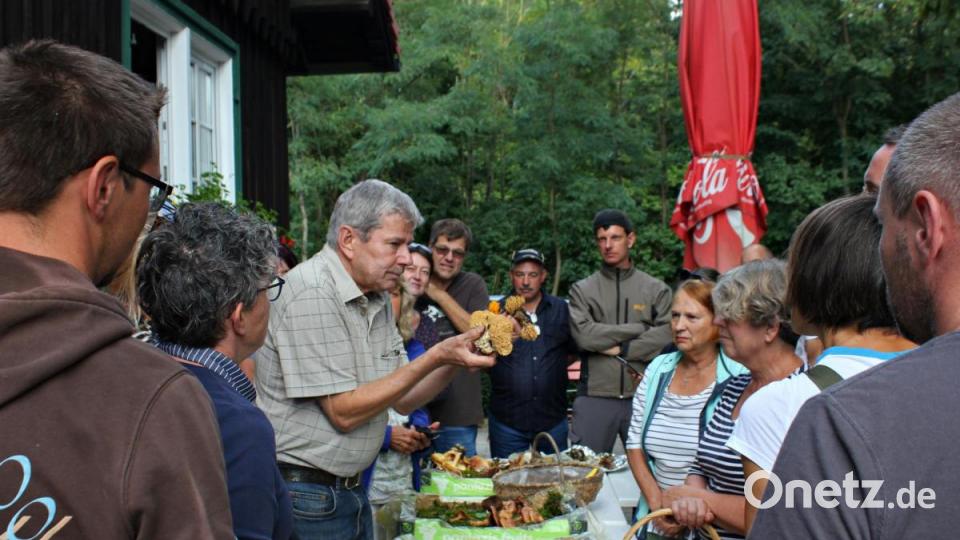 Pilzsachverständiger Herbert Baumanis führte eine Gruppe Schwammerlsucher durch den Hirschwald. Bild: pcma