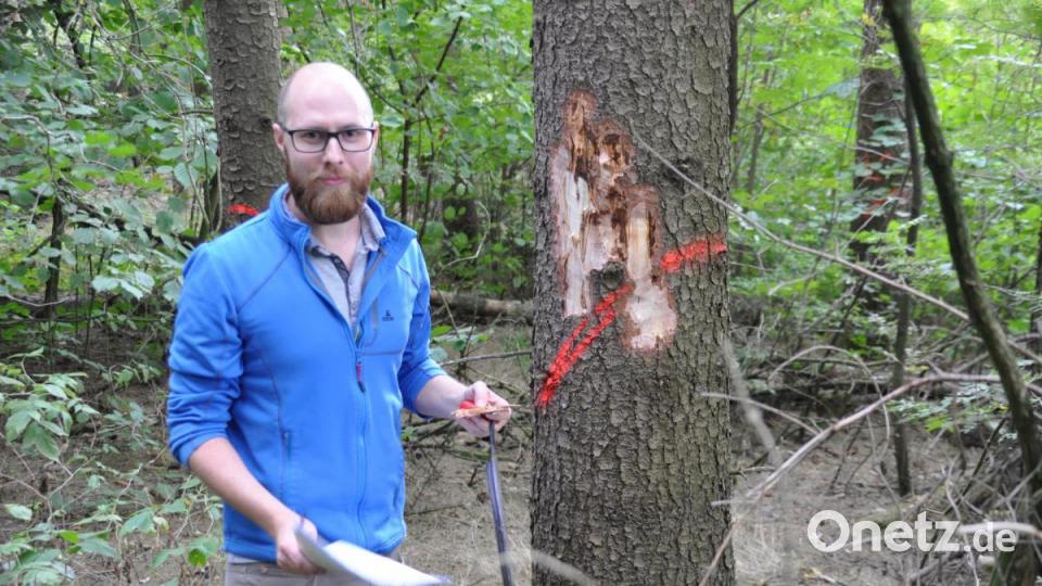 Martin Kraus hat mit einem Schälmesser Borkenkäfergänge freigelegt. Bild: ak