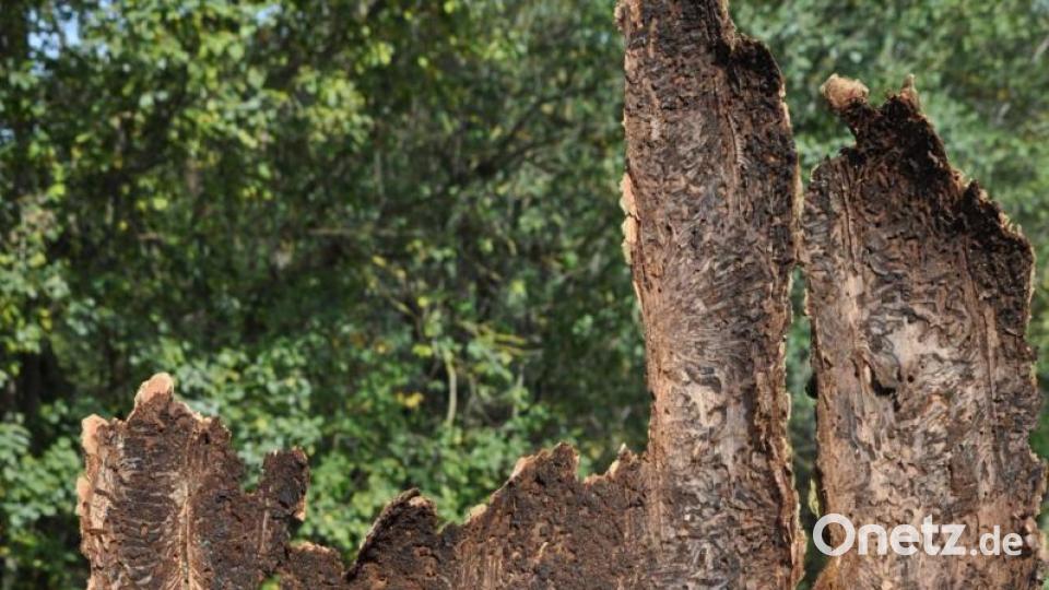 Abgeschälte Rinde mit Spuren des Buchdruckers Bild: ak
