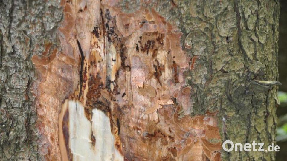 Bei der Exkursion im Waldgebiet bei Rothenhof fanden sich etliche befallene Bäume. Bild: ak