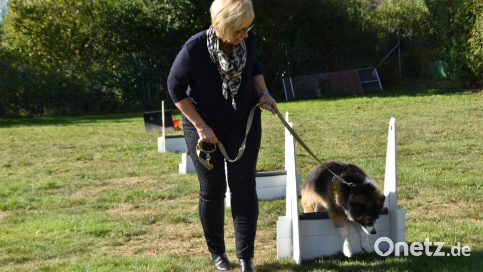 Auch Stadträtin Sabine Zeidler lässt ihre "Bella" einmal durch den Parcours der Flyball-Sportler laufen. Bild: hcz