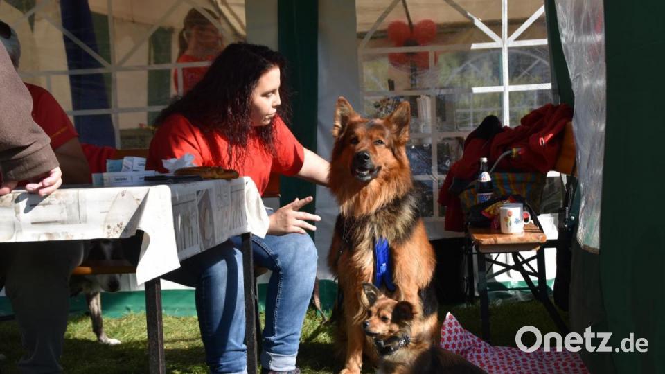Ob klein oder groß: beim Zug- und Begleithundeverein ist jeder gern gesehen. Bild: hcz