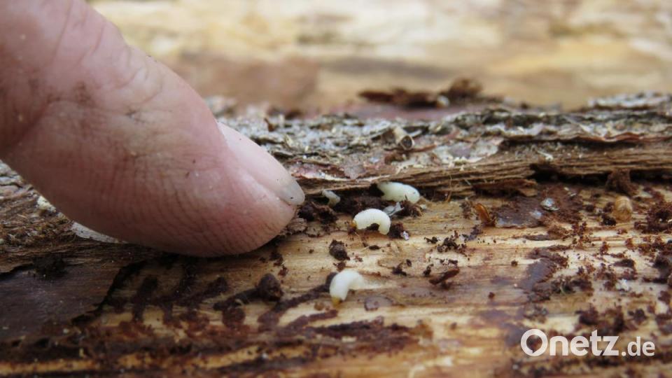 Die Larven des Borkenkäfers. Bild: ubb