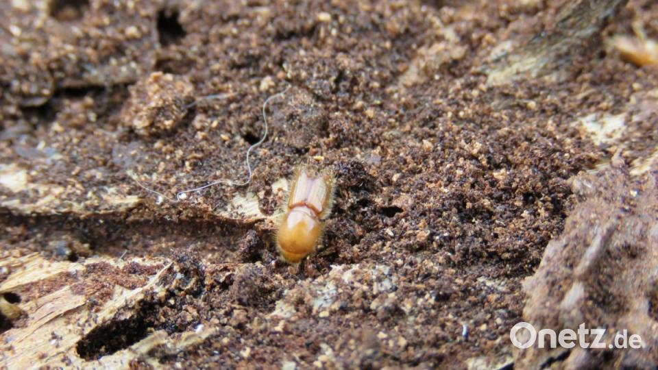 Der Borkenkäfer. Bild: ubb