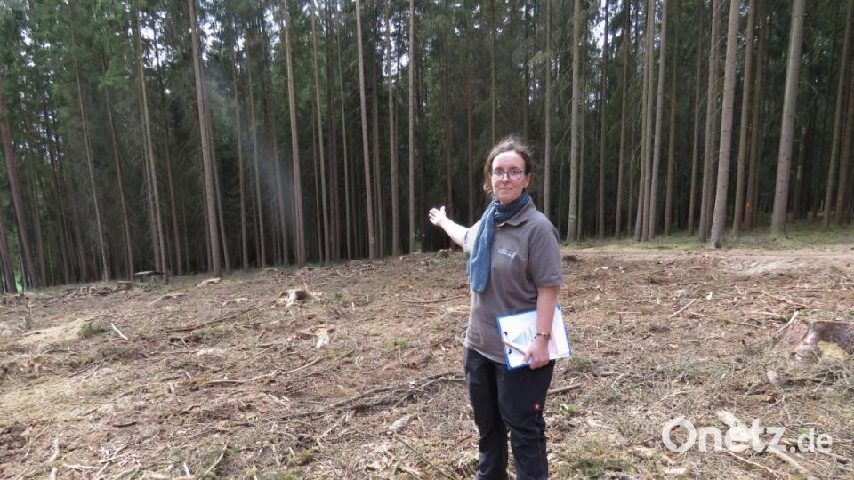 Försterin Christina Scholz zeigt das abgeholzte Waldstück. Dieser Wald hätte noch 25 Jahre weiter wachsen können, wäre nicht der Borkenkäfer darüber hergefallen. Bild: ubb