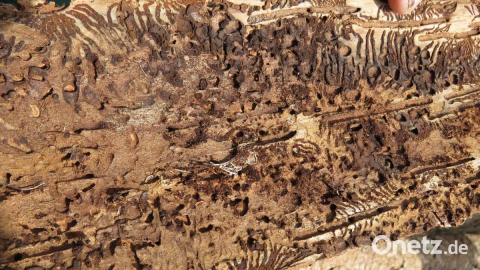 Die Handschrift des Buchdruckers. Ist der Befall sicher, muss der Baum gefällt werden. Bild: ubb