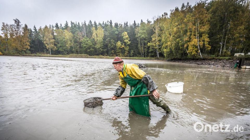 Das Abfischen ist Handarbeit – früher und heute. Bild: Tourismuszentrum Oberpfälzer Wald