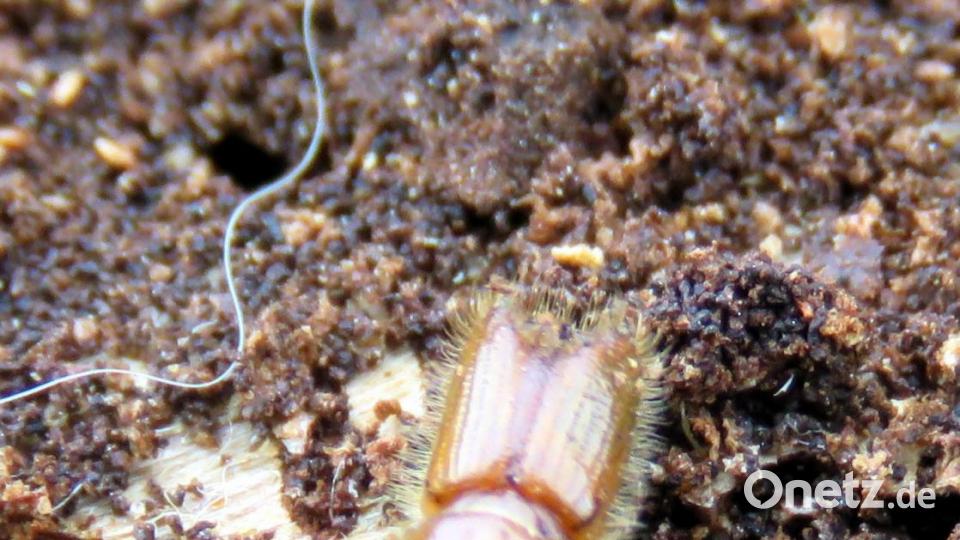 Der Übeltäter bei der Arbeit. Bild: ubb