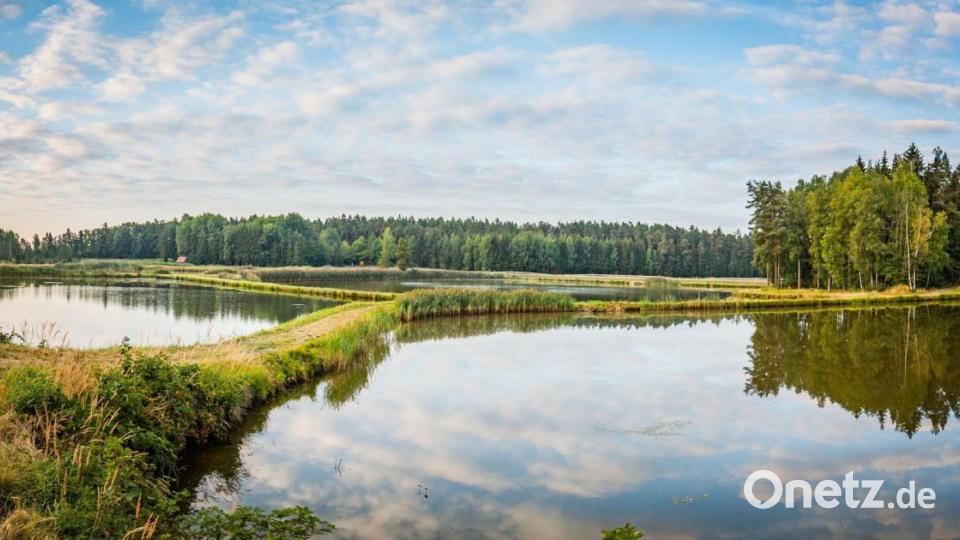 Die Teiche reihen sich aneinander. Bild: Tourismuszentrum Oberpfalz