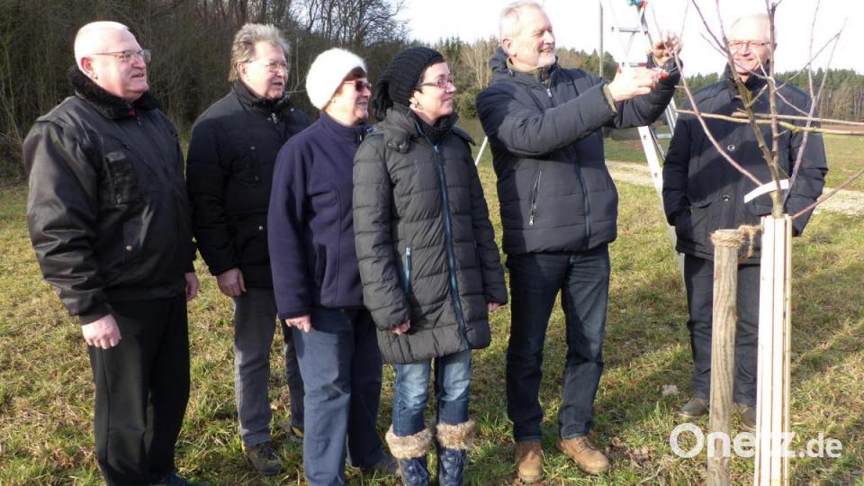 Eduard Eckl (Zweiter von rechts) erklärt beim Obstbaum-Schnittkurs die Grundstruktur des Oeschberg-Palmer-Schnitts. Bild: hka