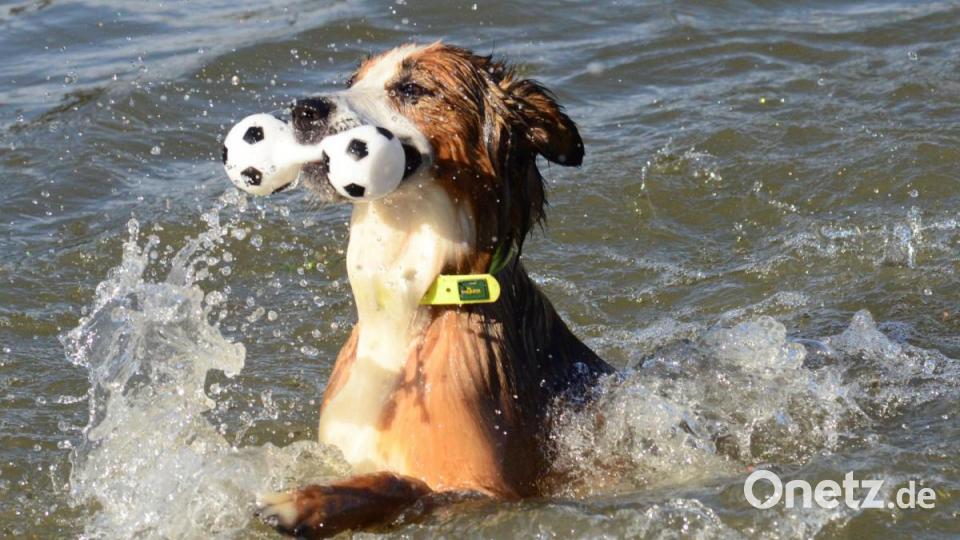Jeder schwimmt auf seine Weise. Bild: Kunz